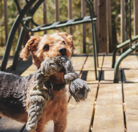 Yorkie Chon Puppies For Sale